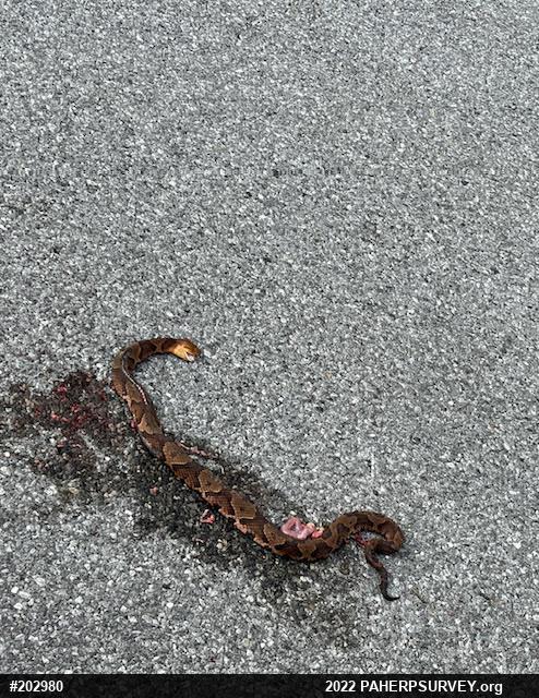 Northern Copperhead