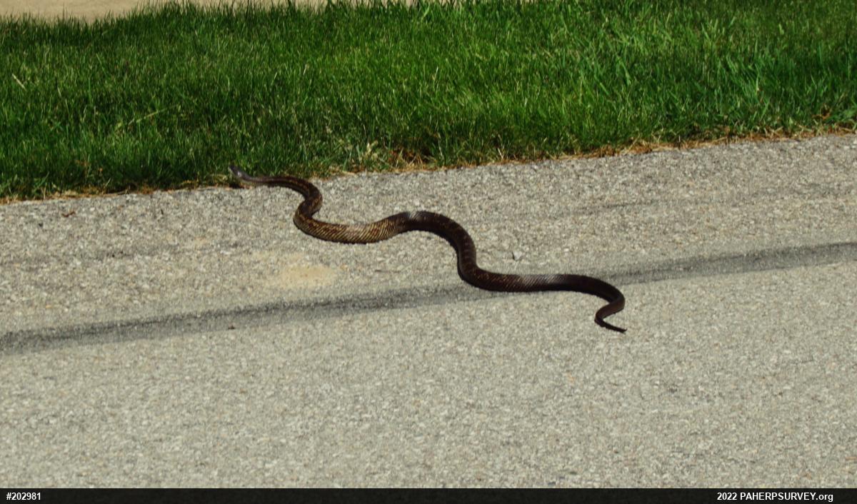 Eastern Ratsnake