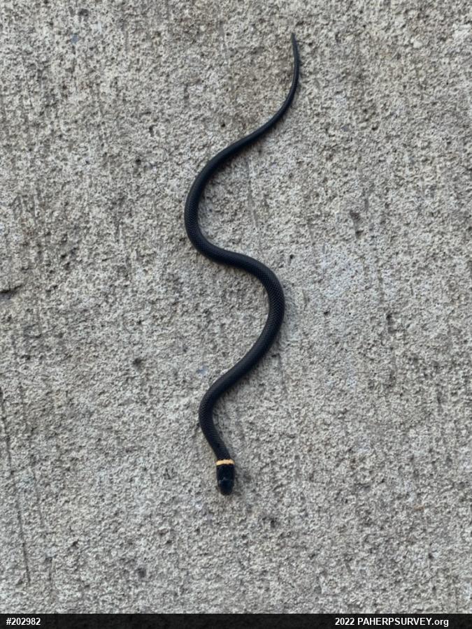 Northern Ring-necked Snake