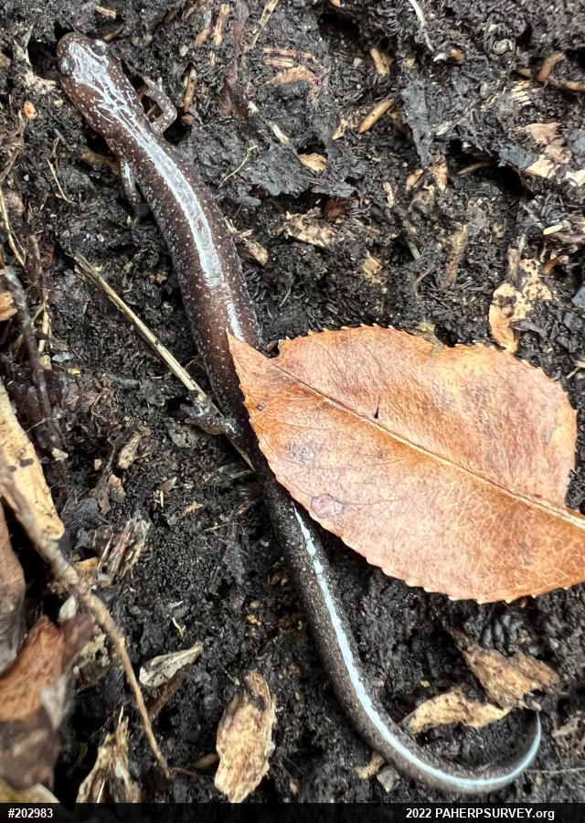 Eastern Red-backed  Salamander