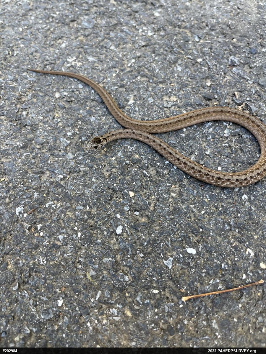 Dekay's Brownsnake