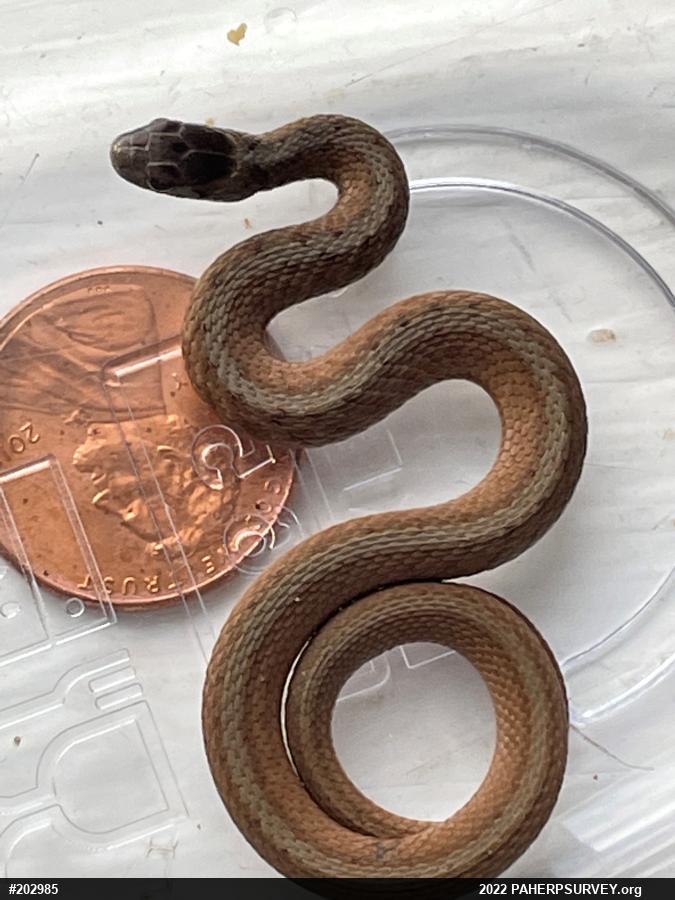 Dekay's Brownsnake