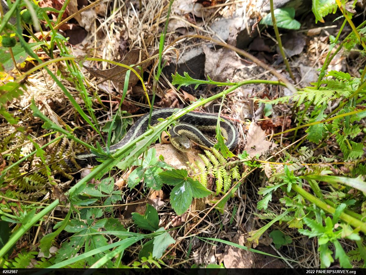 Eastern Gartersnake