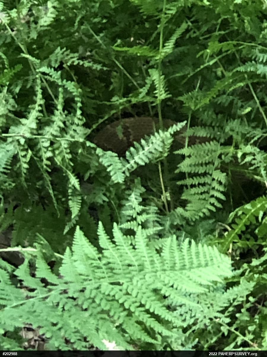 Timber Rattlesnake