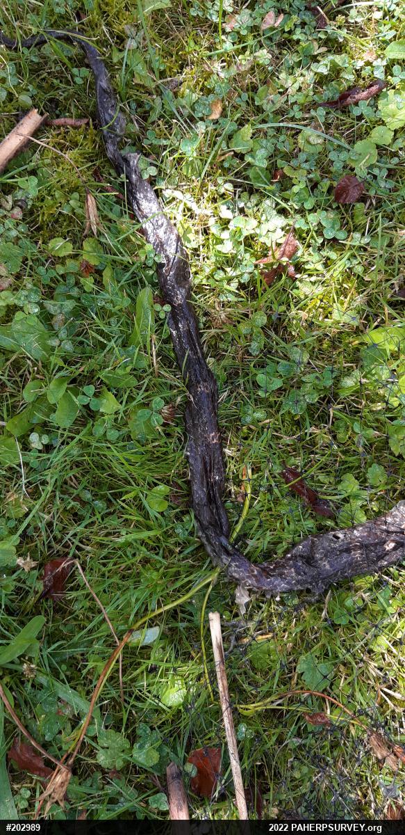 Eastern Ratsnake