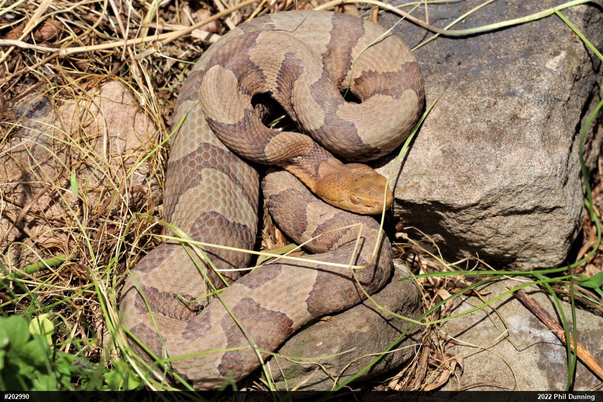 Northern Copperhead