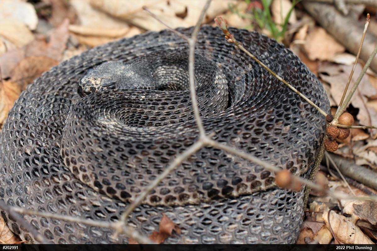 Timber Rattlesnake