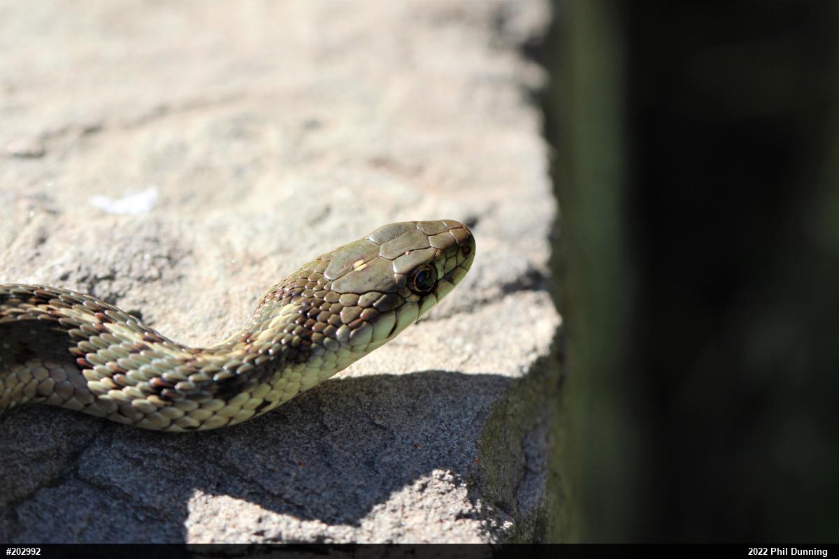 Eastern Gartersnake