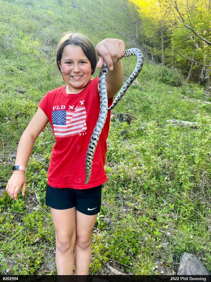 Eastern Milksnake
