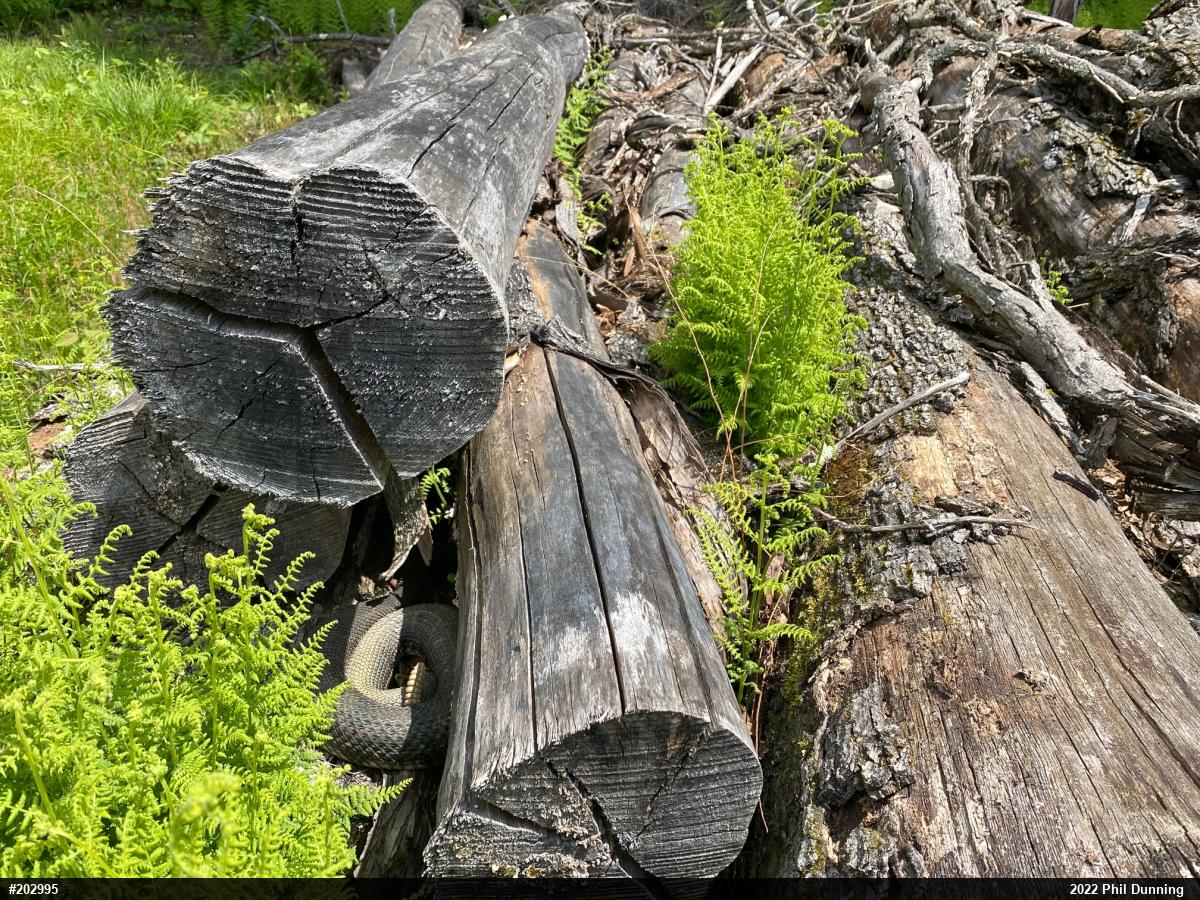 Timber Rattlesnake
