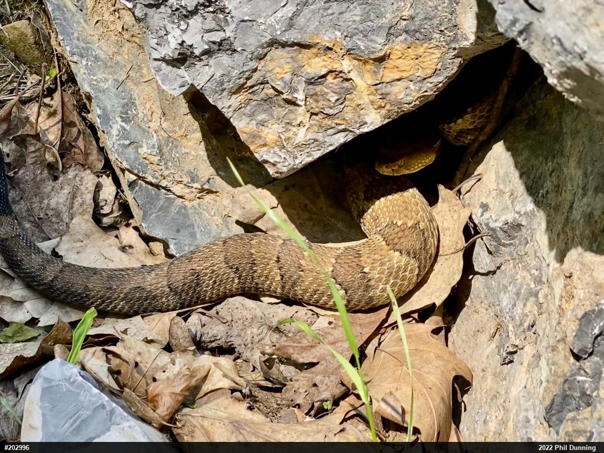 Timber Rattlesnake