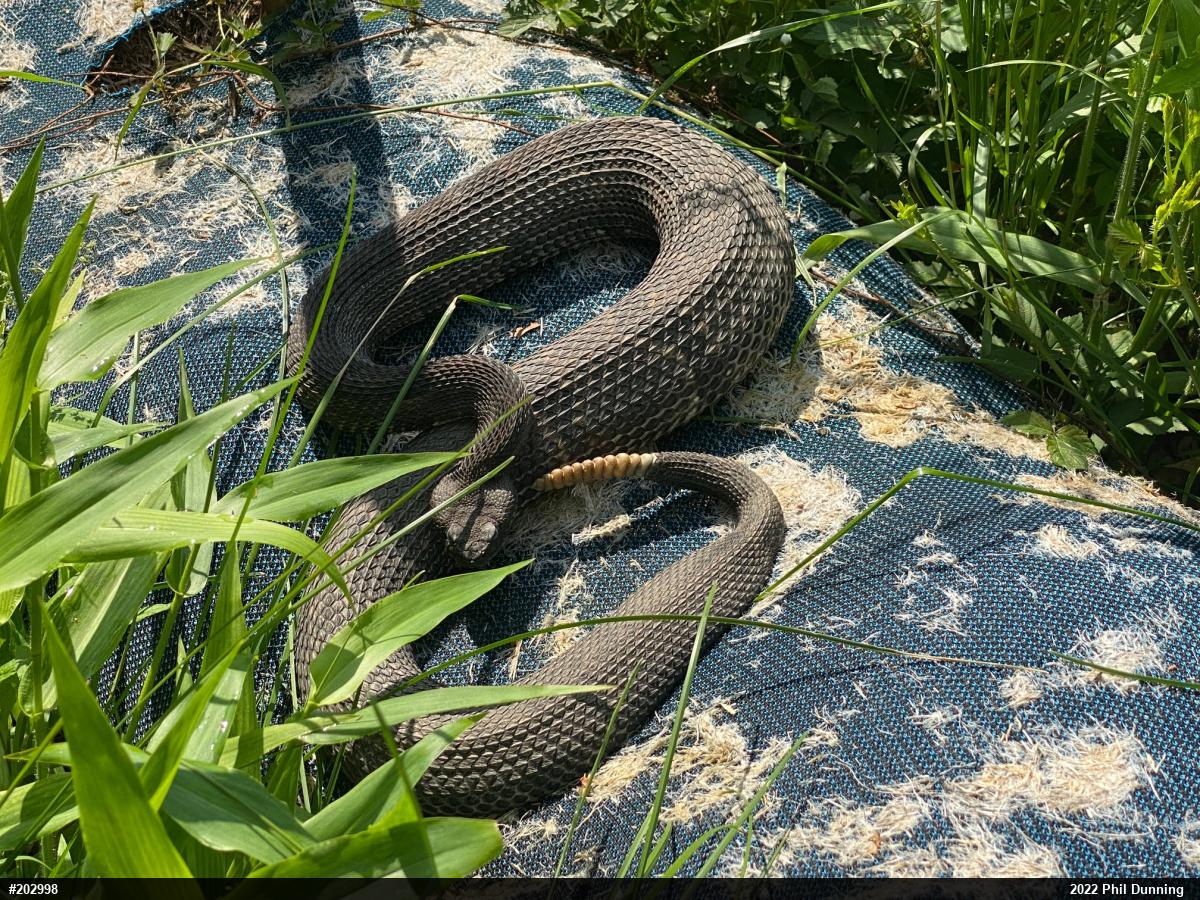 Timber Rattlesnake