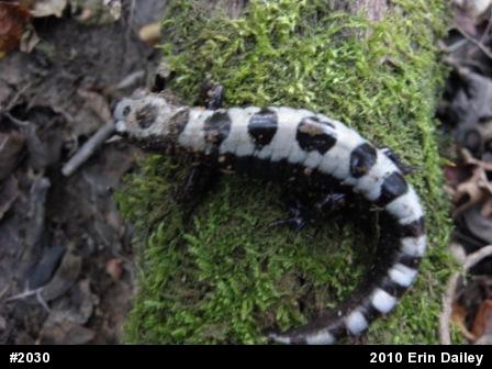 Marbled Salamander
