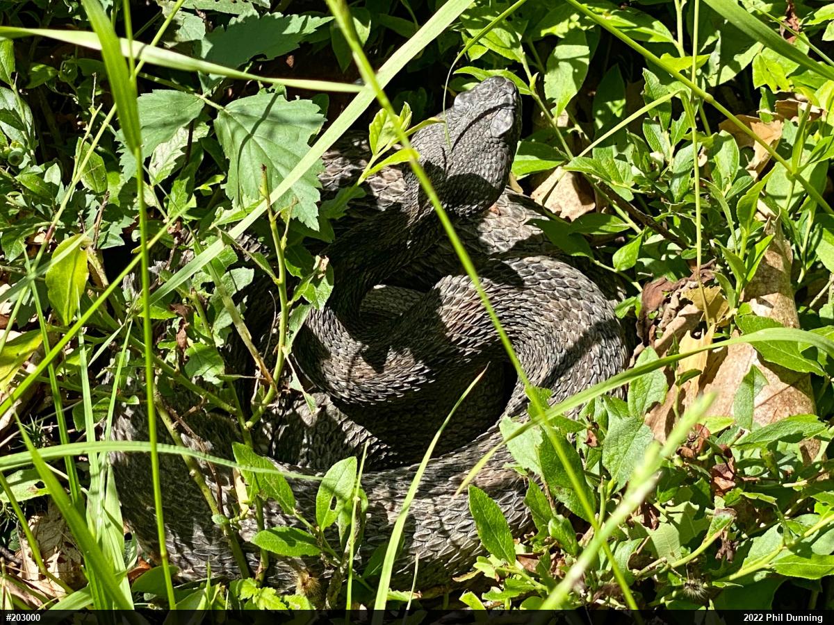Timber Rattlesnake