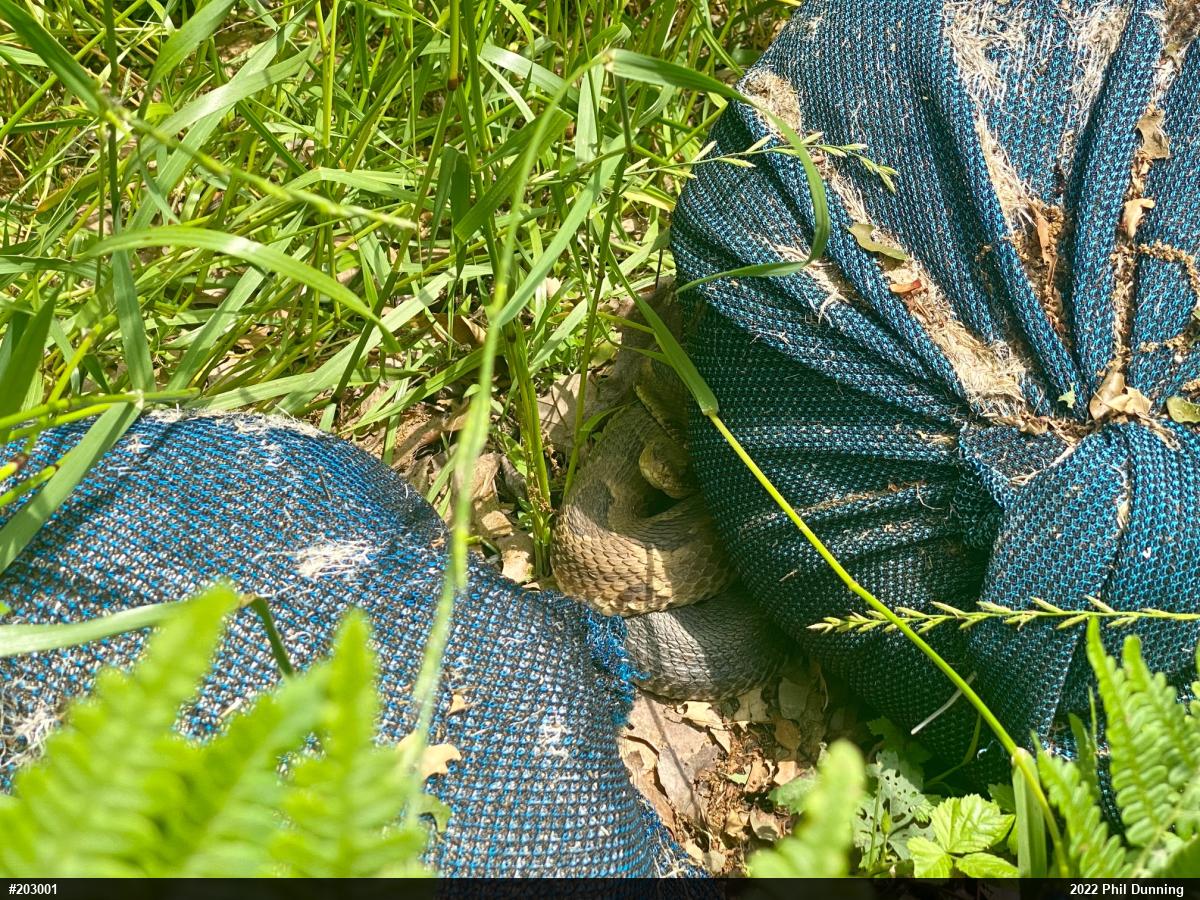 Timber Rattlesnake