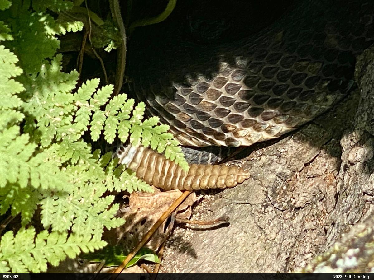 Timber Rattlesnake