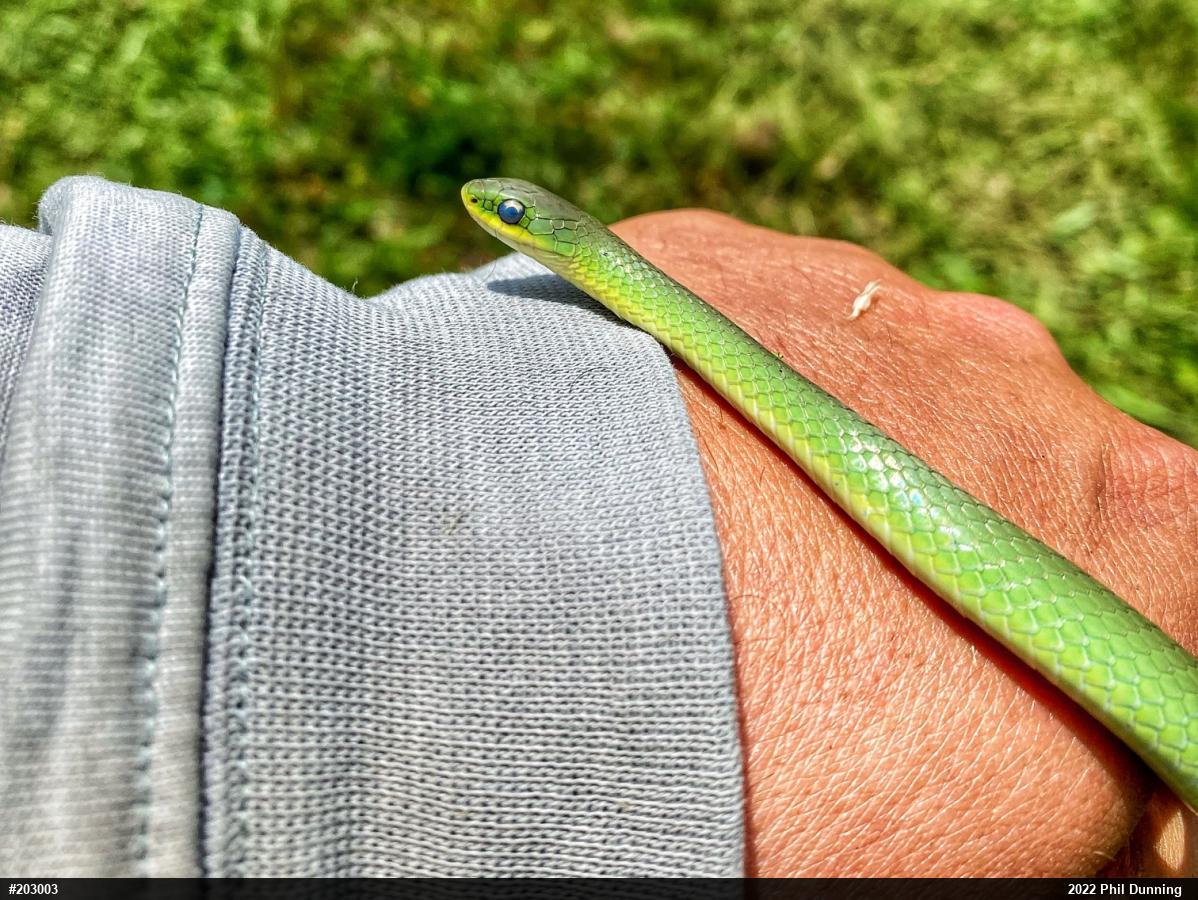 Smooth Greensnake
