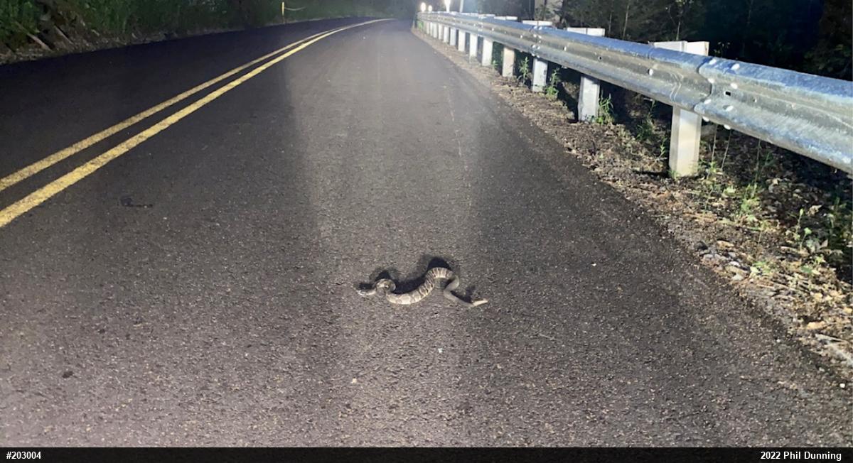 Timber Rattlesnake