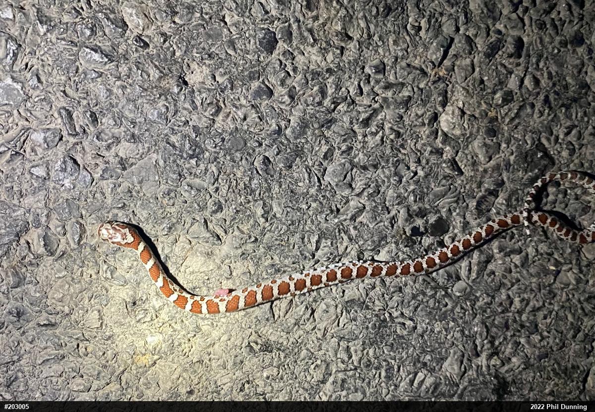 Eastern Milksnake