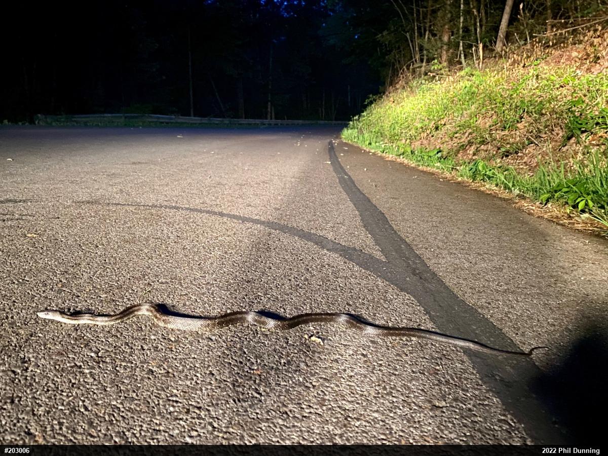 Eastern Ratsnake