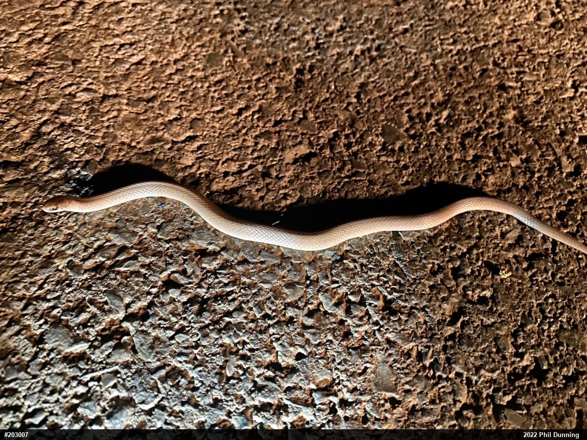 Mountain Earthsnake