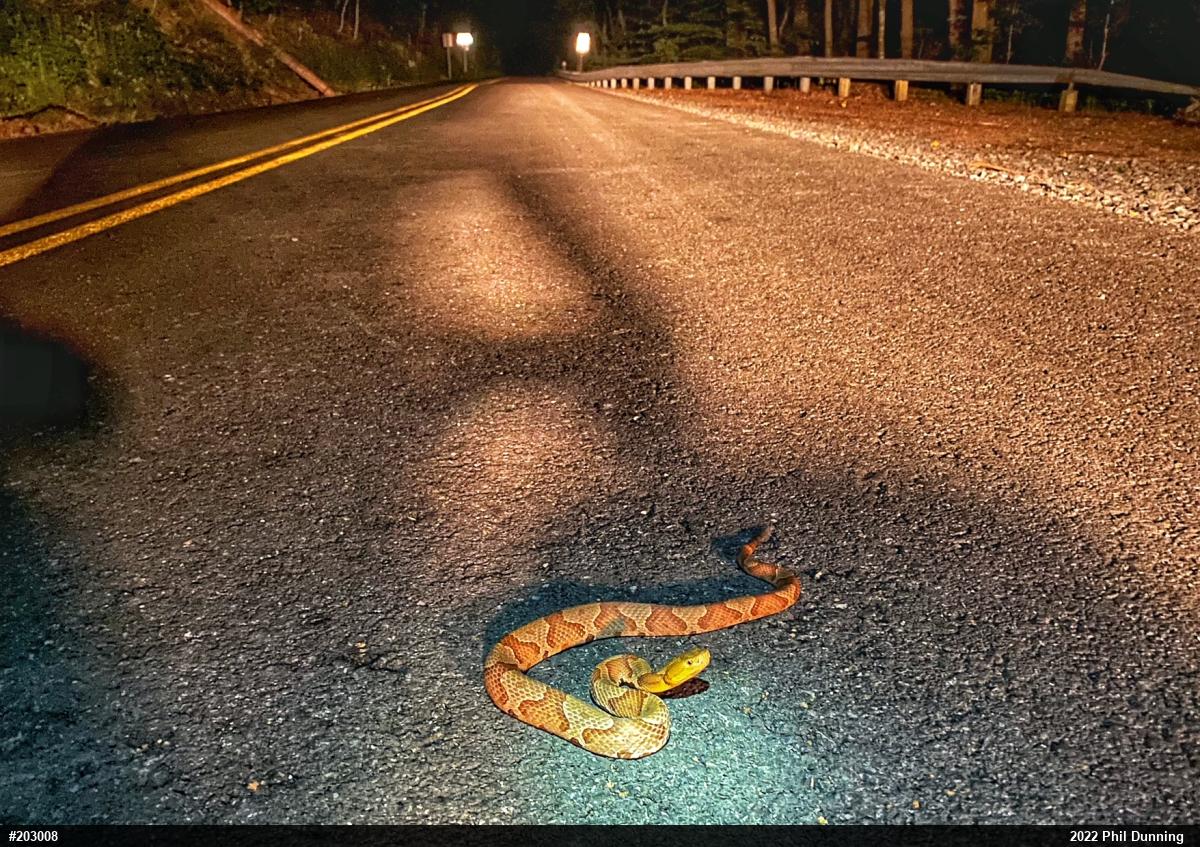 Northern Copperhead