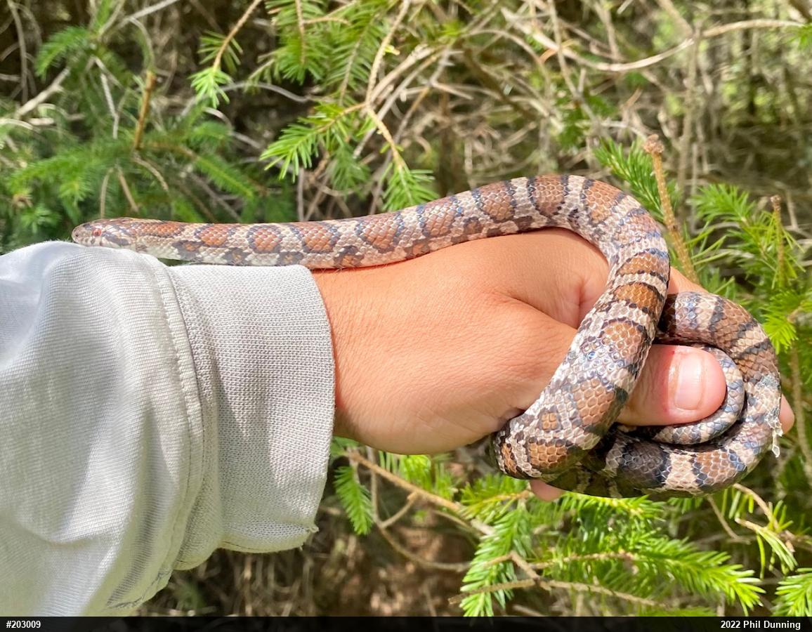 Eastern Milksnake