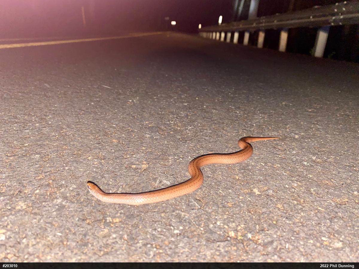 Mountain Earthsnake