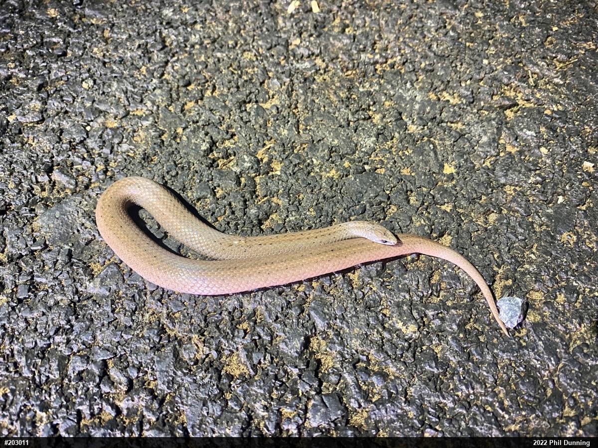 Mountain Earthsnake