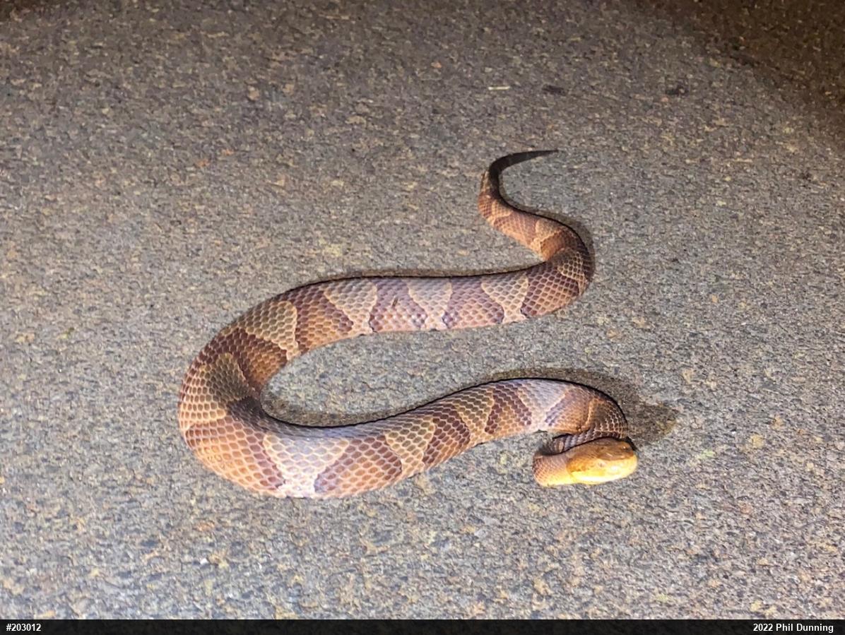 Northern Copperhead