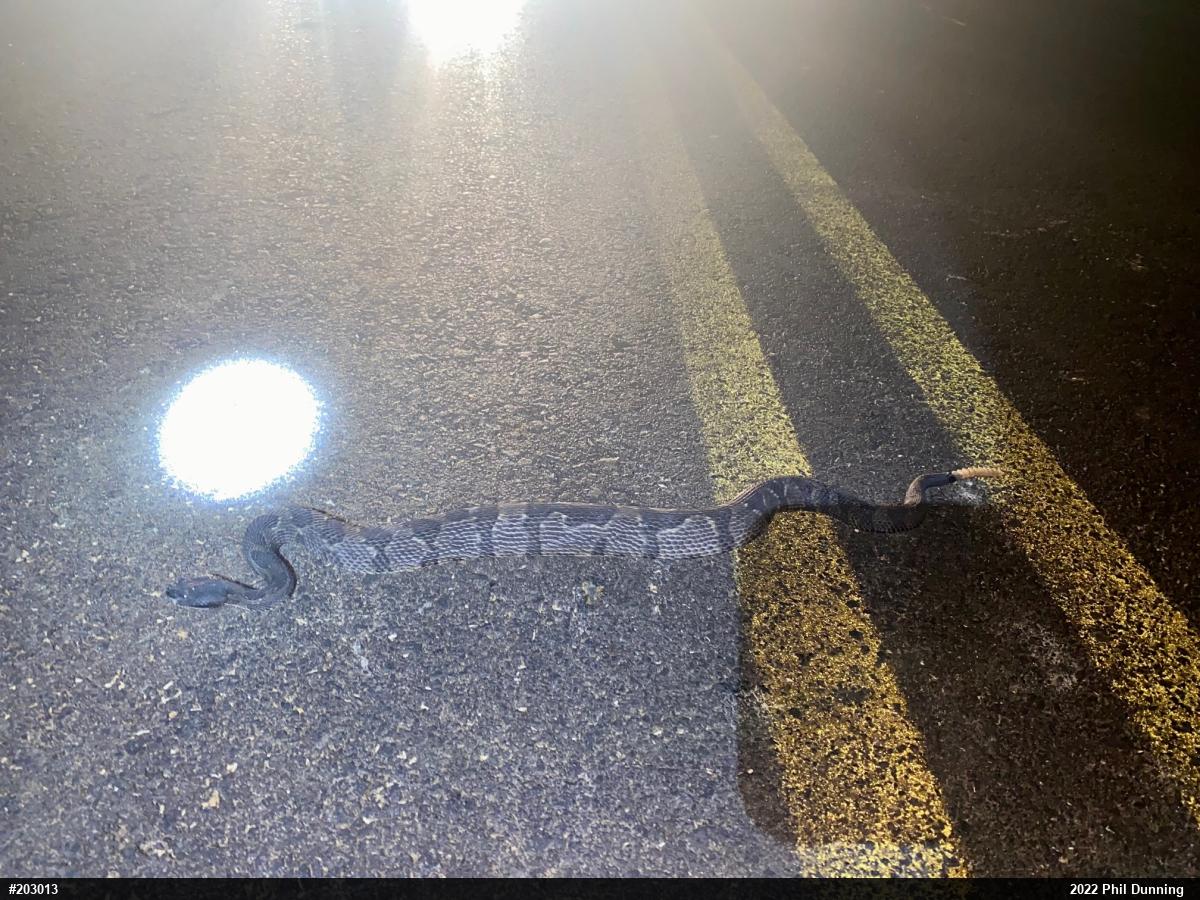 Timber Rattlesnake