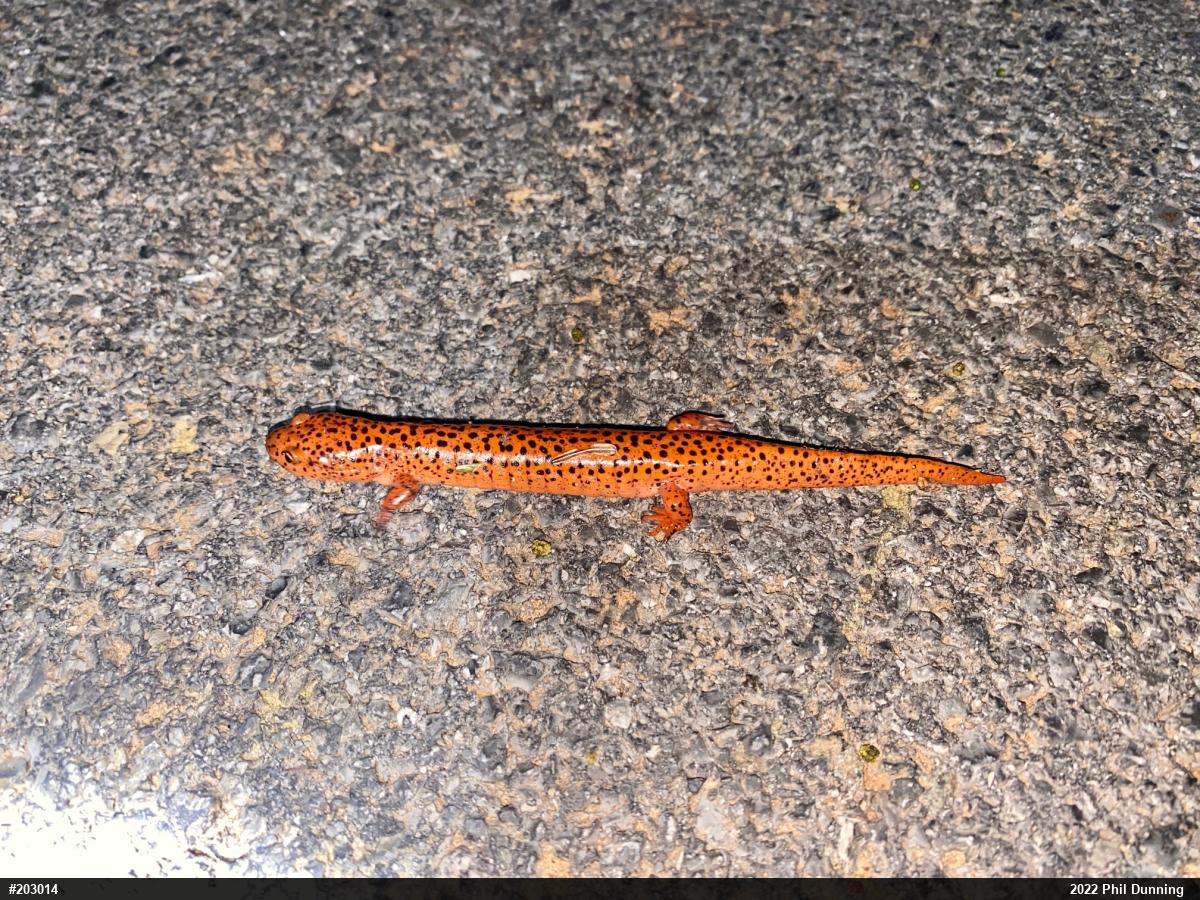 Northern Red Salamander