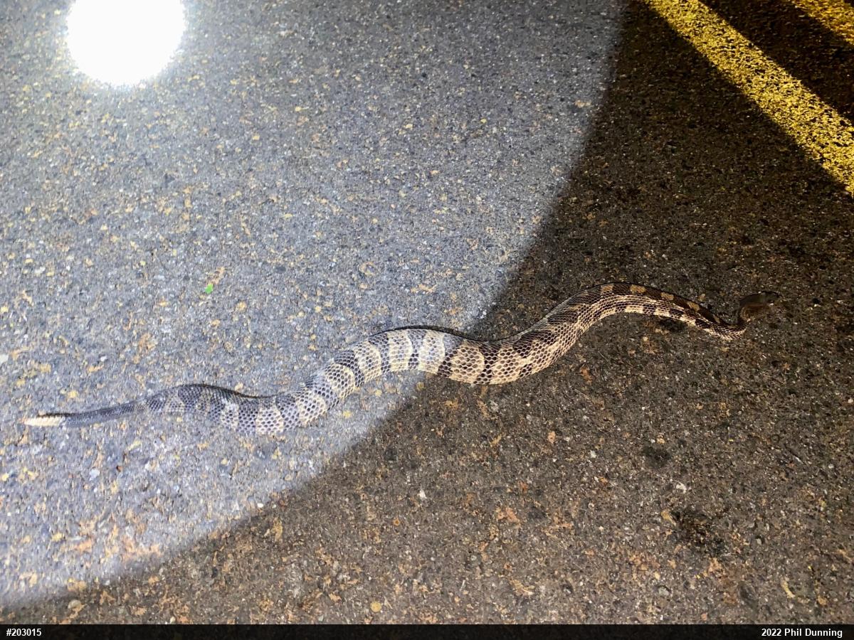 Timber Rattlesnake