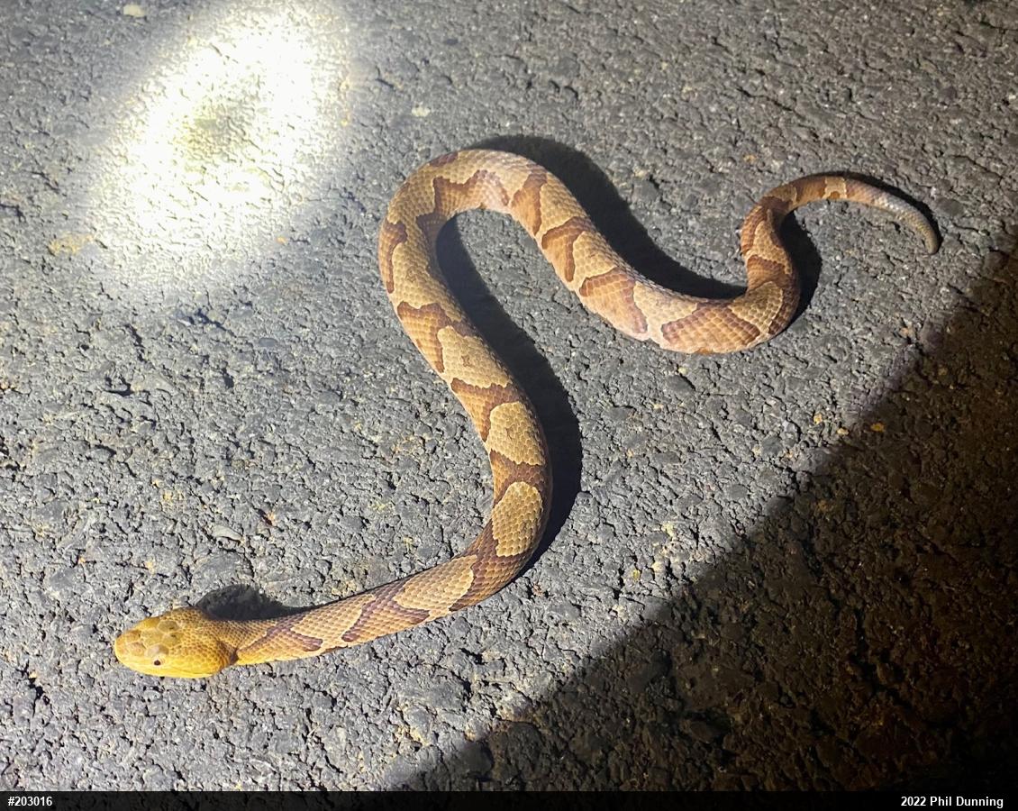 Northern Copperhead