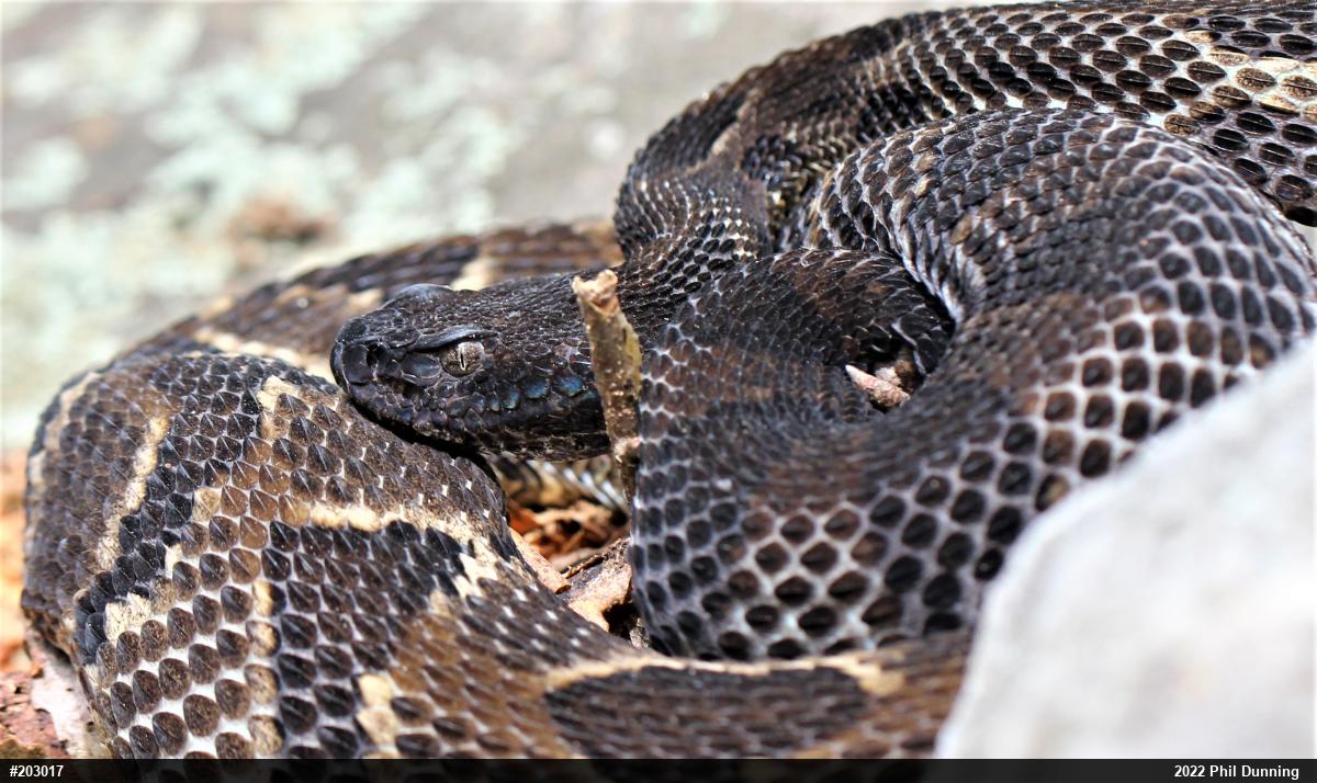 Timber Rattlesnake