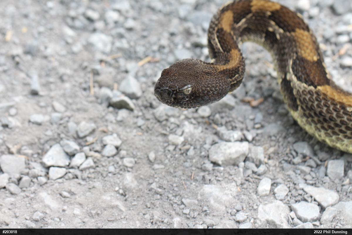 Timber Rattlesnake