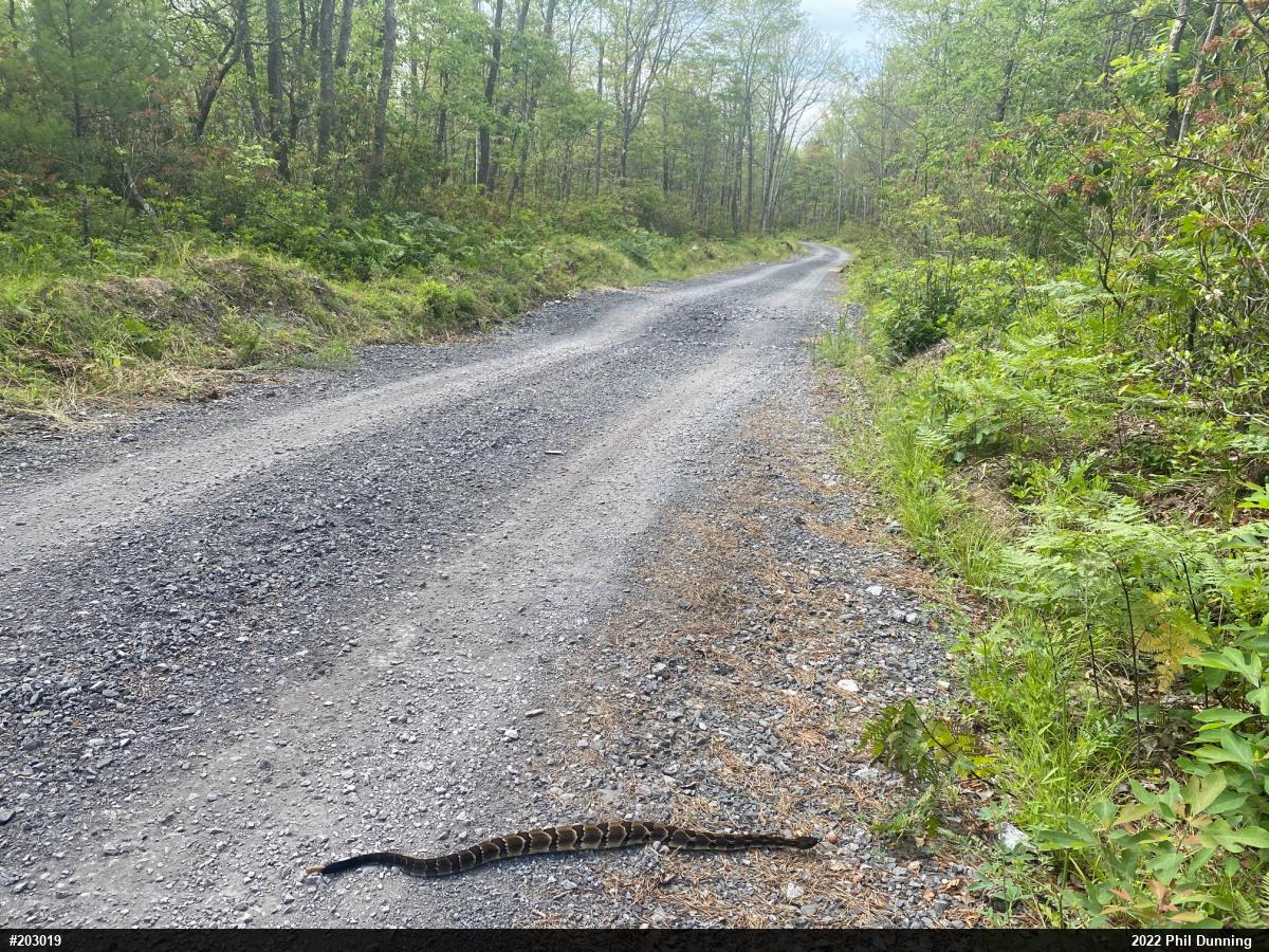 Timber Rattlesnake