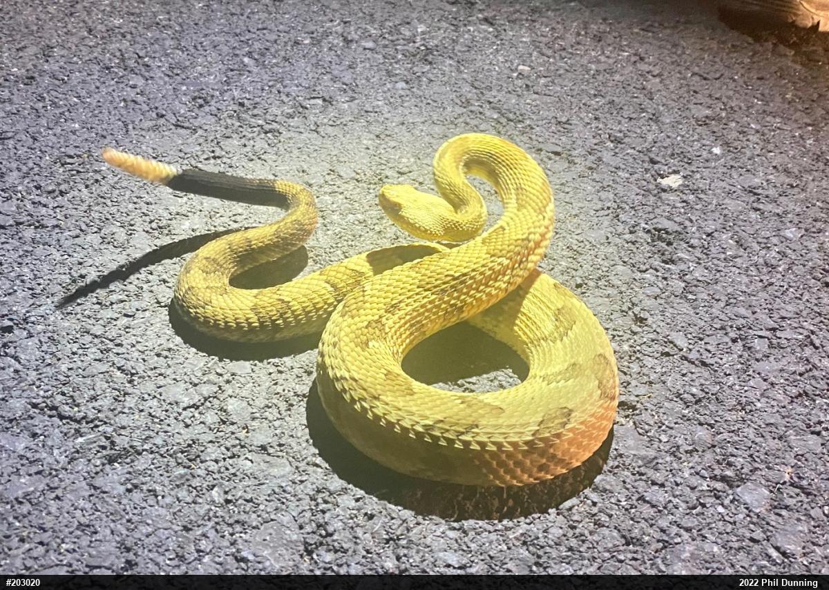 Timber Rattlesnake
