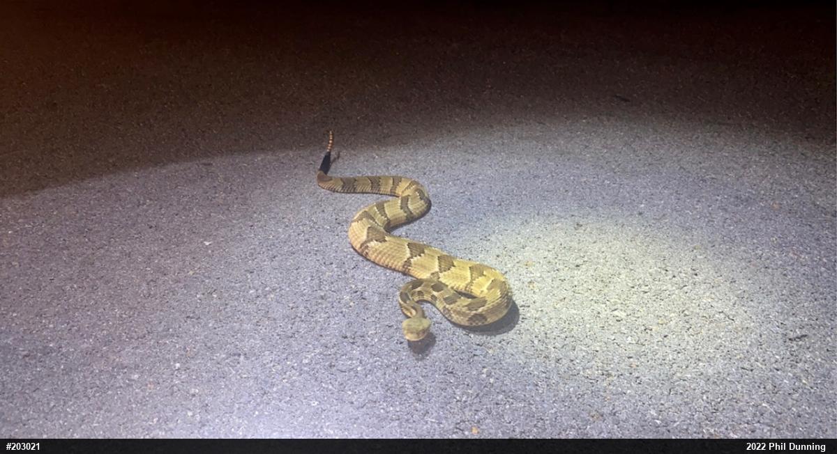 Timber Rattlesnake
