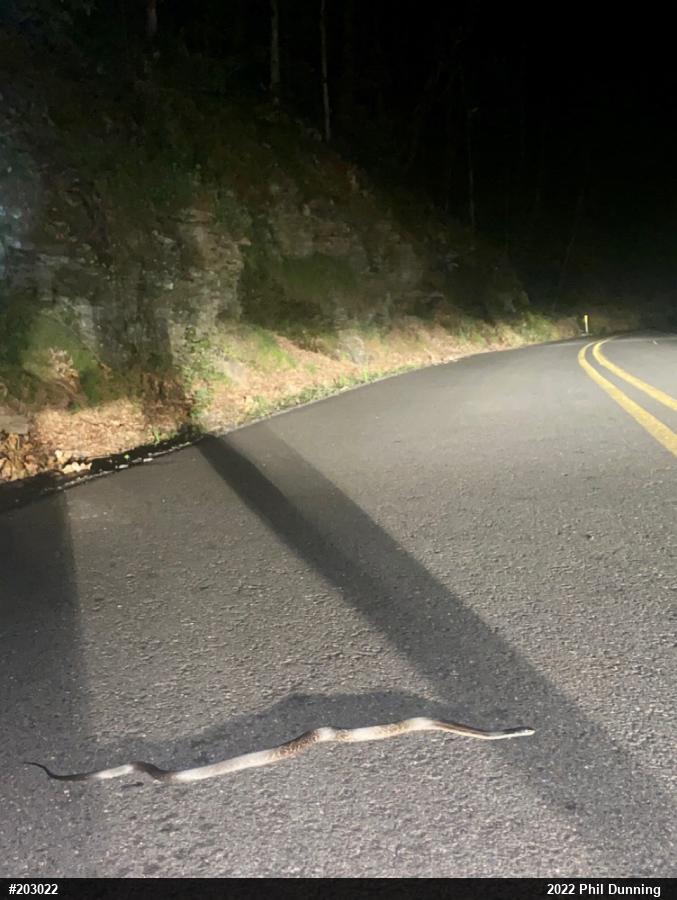 Eastern Ratsnake