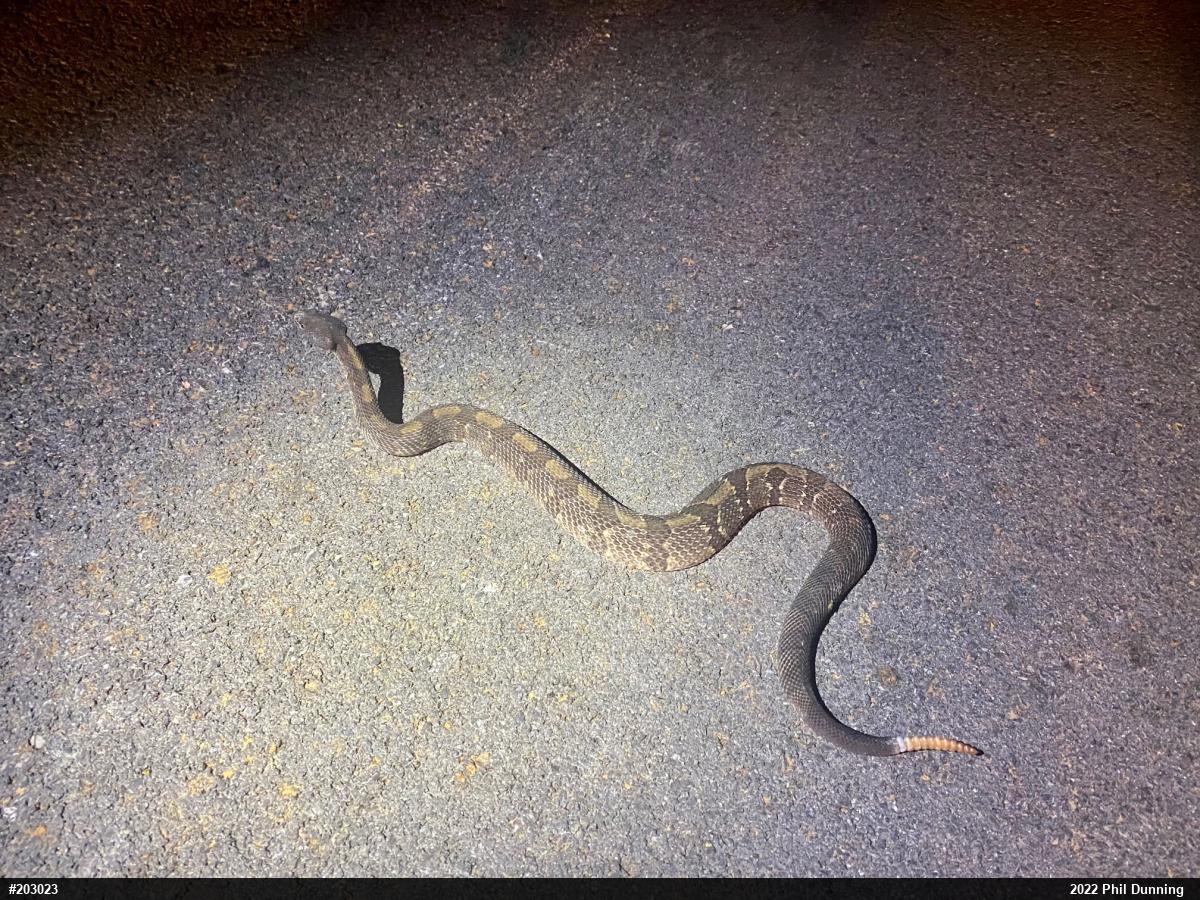 Timber Rattlesnake