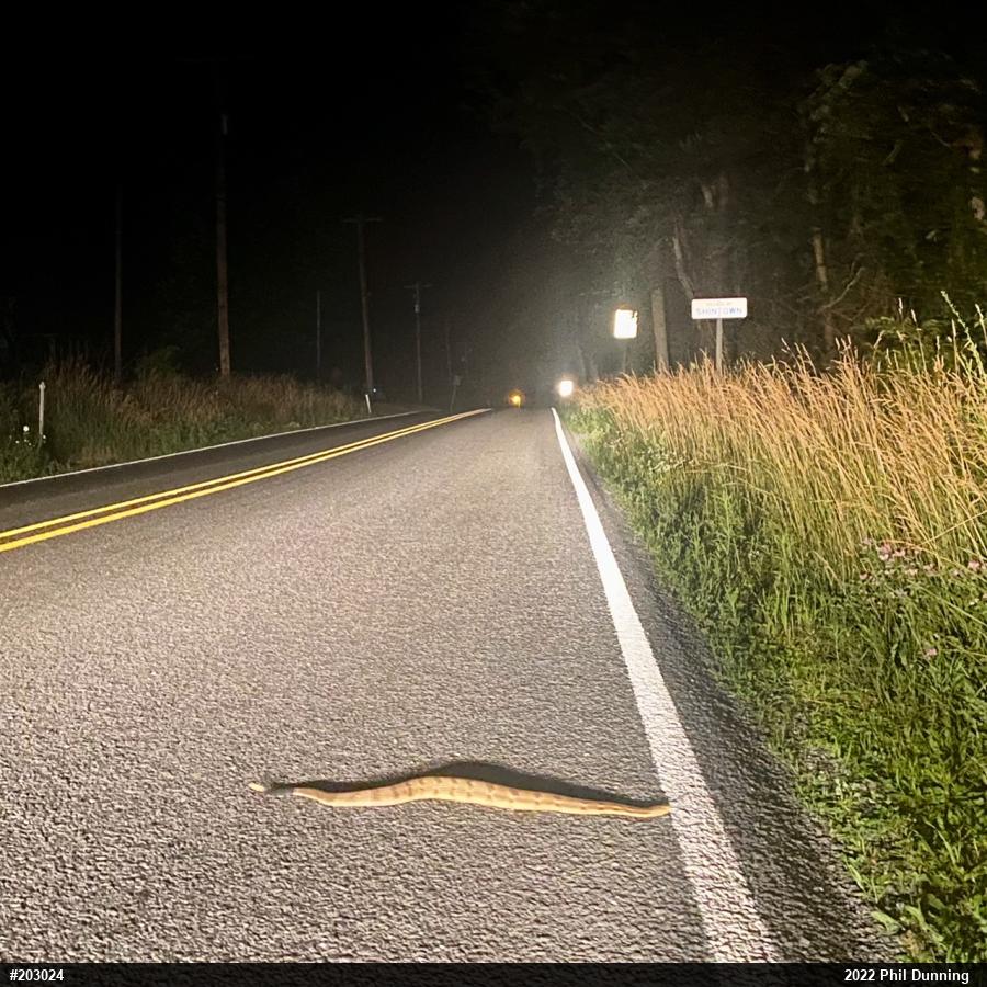 Timber Rattlesnake