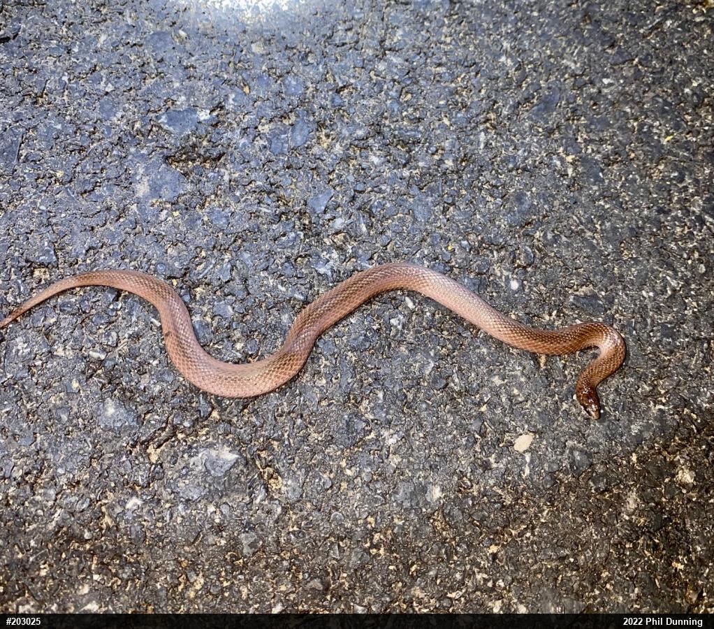 Mountain Earthsnake