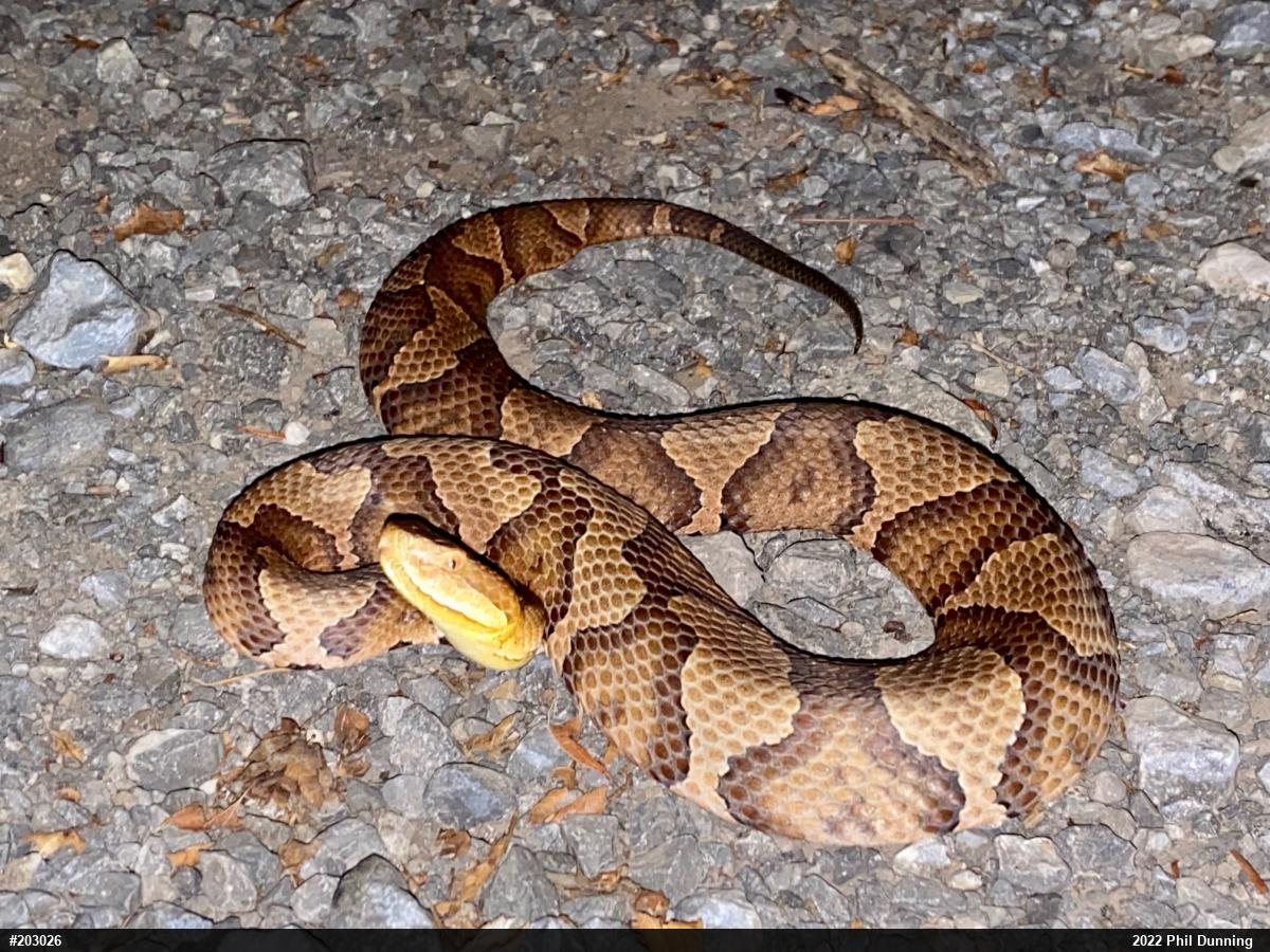 Northern Copperhead