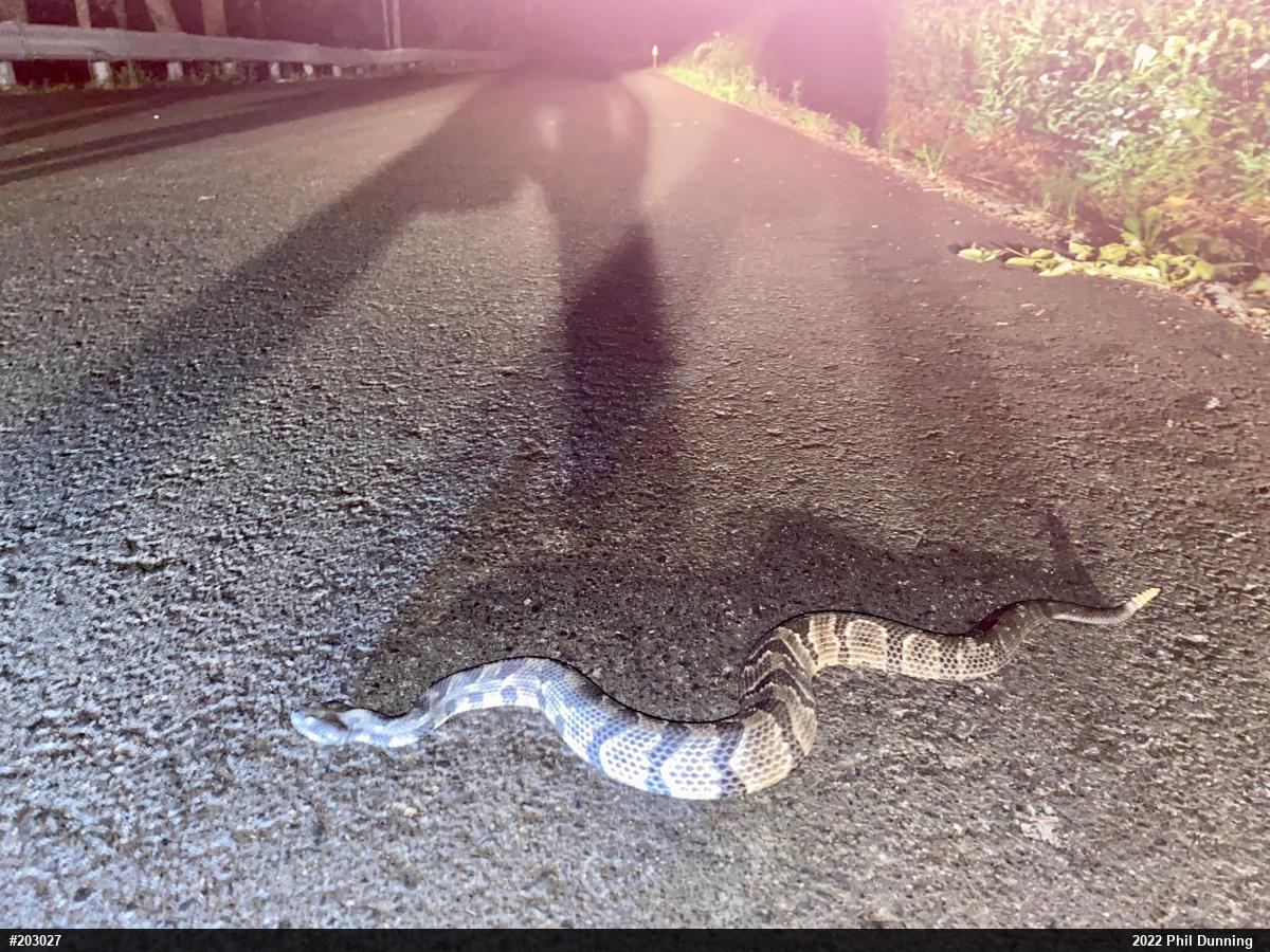 Timber Rattlesnake