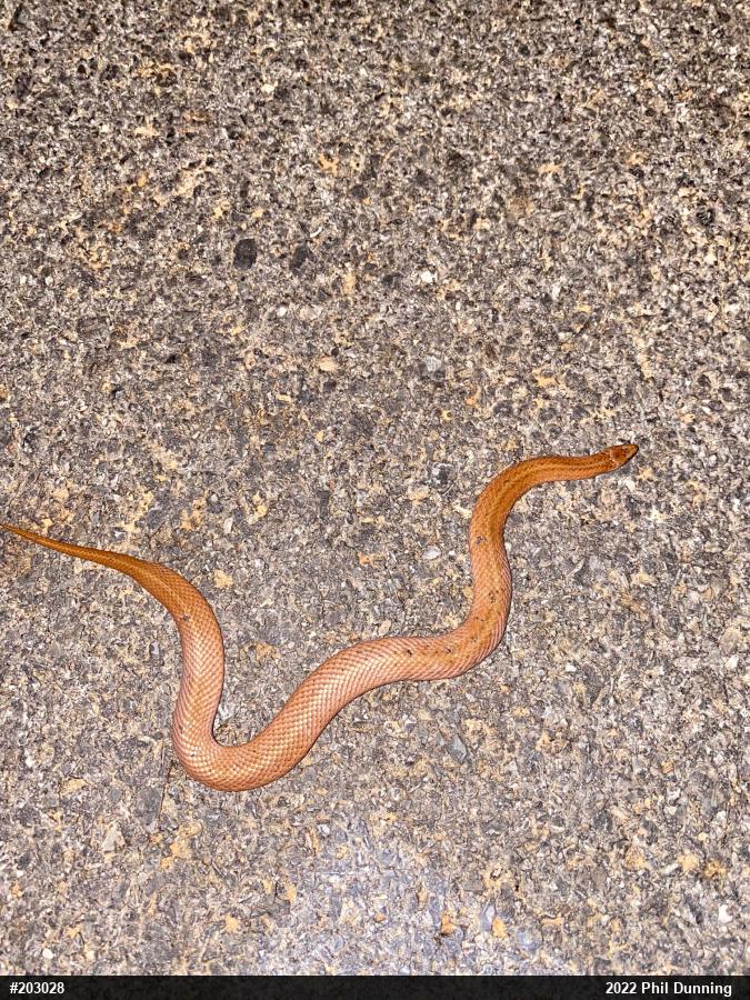 Mountain Earthsnake