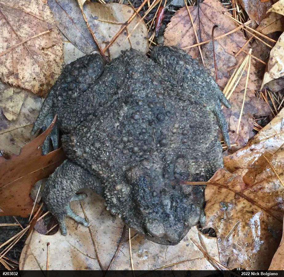 Eastern American Toad