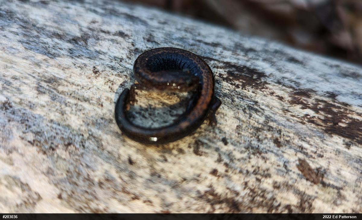 Eastern Red-backed  Salamander