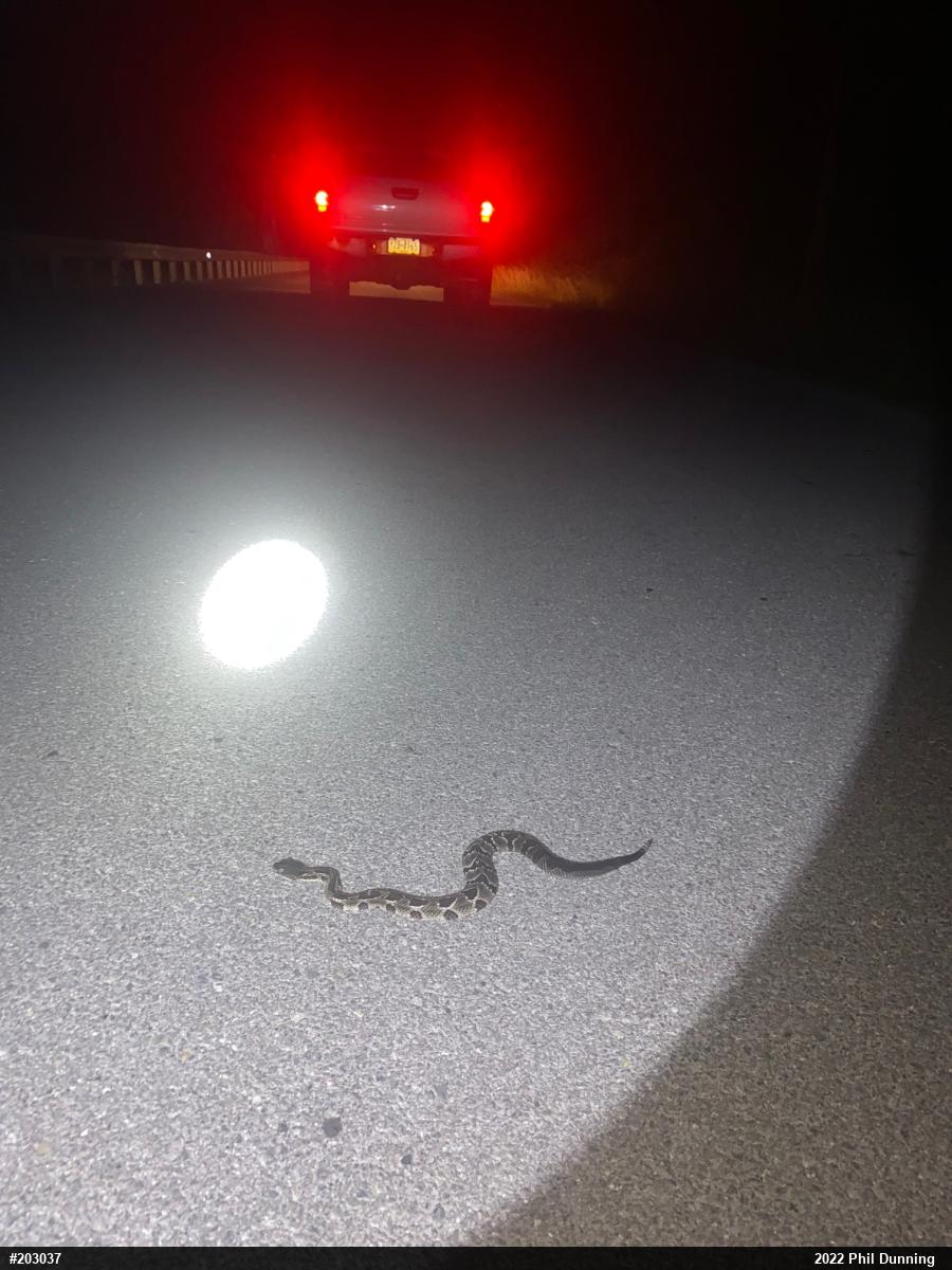 Timber Rattlesnake