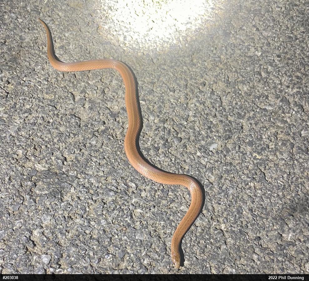 Mountain Earthsnake